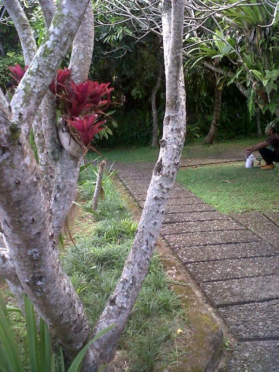 Arjana Bungalows 2 Ubud  Ngoại thất bức ảnh